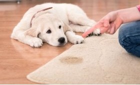 Pet Urine Odor Removal